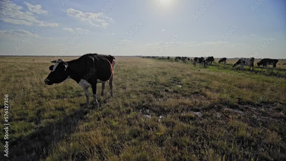 Animal Farm. Raising Cows For Milk Production. Cows Walk From The Pasture Along The Road Leading To The Farm At The End Of The Day. Spotted White Black And Multicolored Cows. Natural Dairy Products.