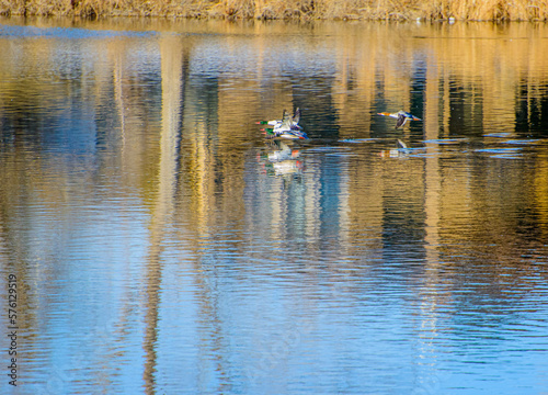 ducks on the lake © Aliesha