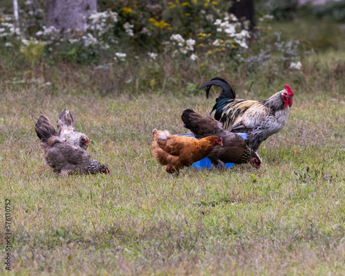 range chickens on the grass with a rooster photo