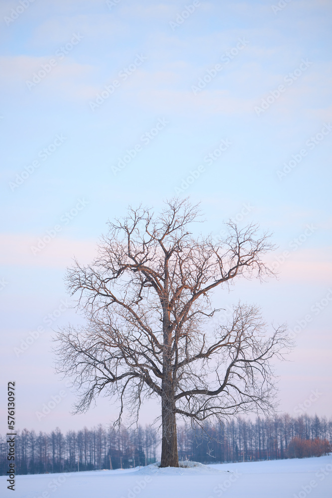 冬の大木