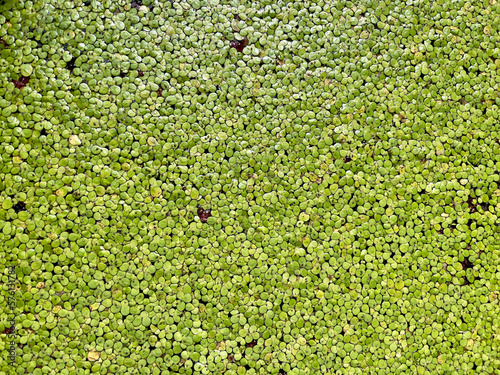 Common duckweed (Lemna perpusilla) or Minute duckweed the small green floating aquatic plants, background and texture