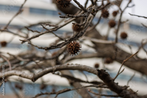 Close up of spiky gumballs of American sweetgum tree