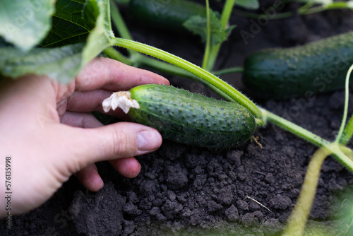 harvest of cucumbers in hand against the background of leaves and cucumber whips