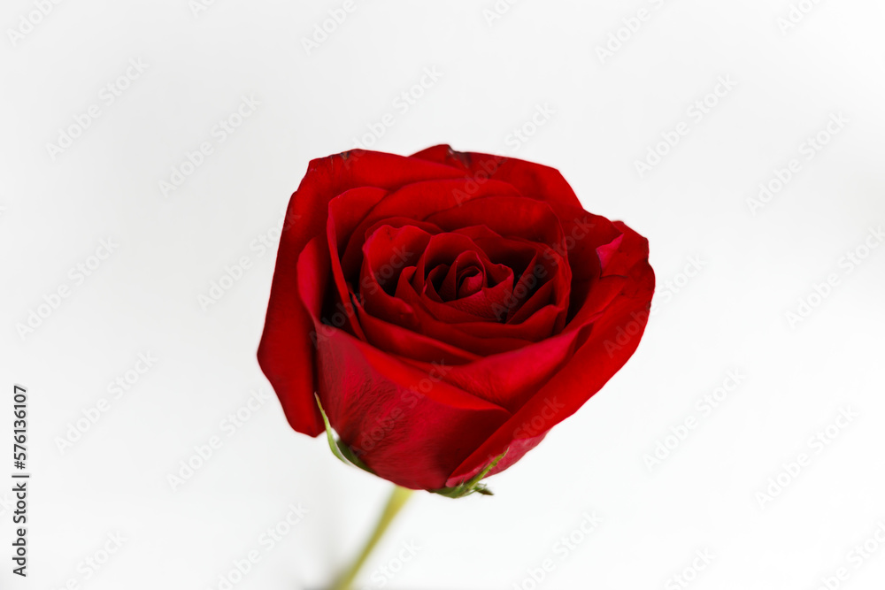 Fototapeta premium Single red rose with white background