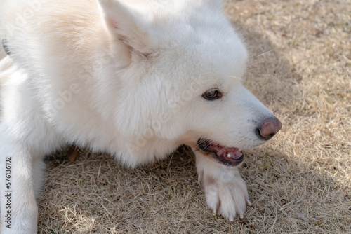 散歩中の秋田犬