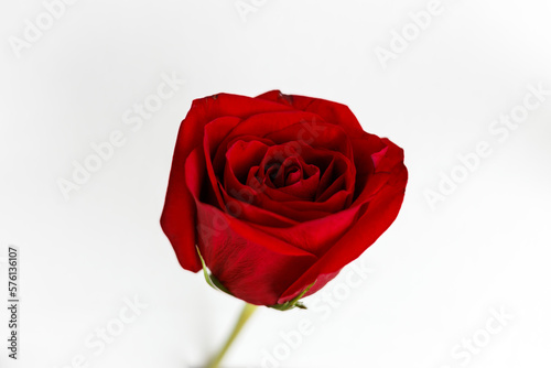 Fototapeta Naklejka Na Ścianę i Meble -  Single red rose with white background