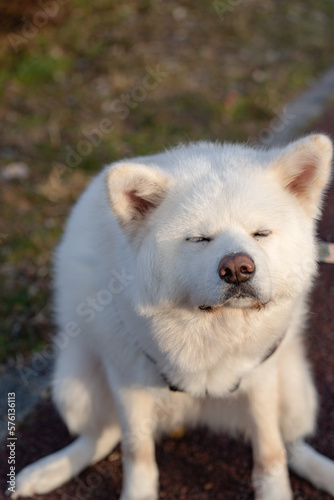 うんちをする秋田犬