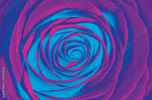 Psychedelic look open rose flower
