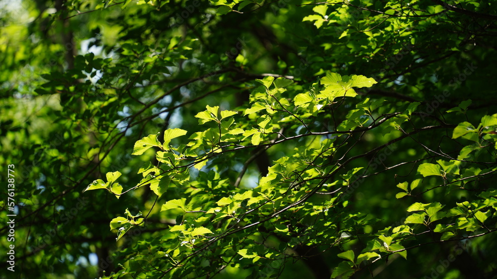 Fresh tree leaves reflected in the sunlight