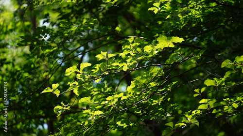 Fresh tree leaves reflected in the sunlight