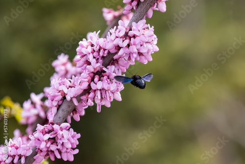 Cercis siliquastrum or Judas tree pink flowers with Bumblebee insect. photo