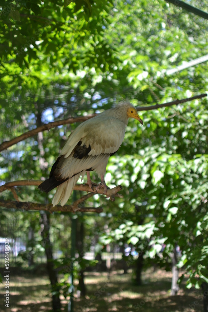 Fototapeta premium bird on the three