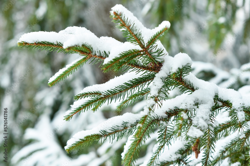 Fir tree branches covered with snow in forest on winter day, closeup Fir tree branches covered with snow in forest on winter day, closeup