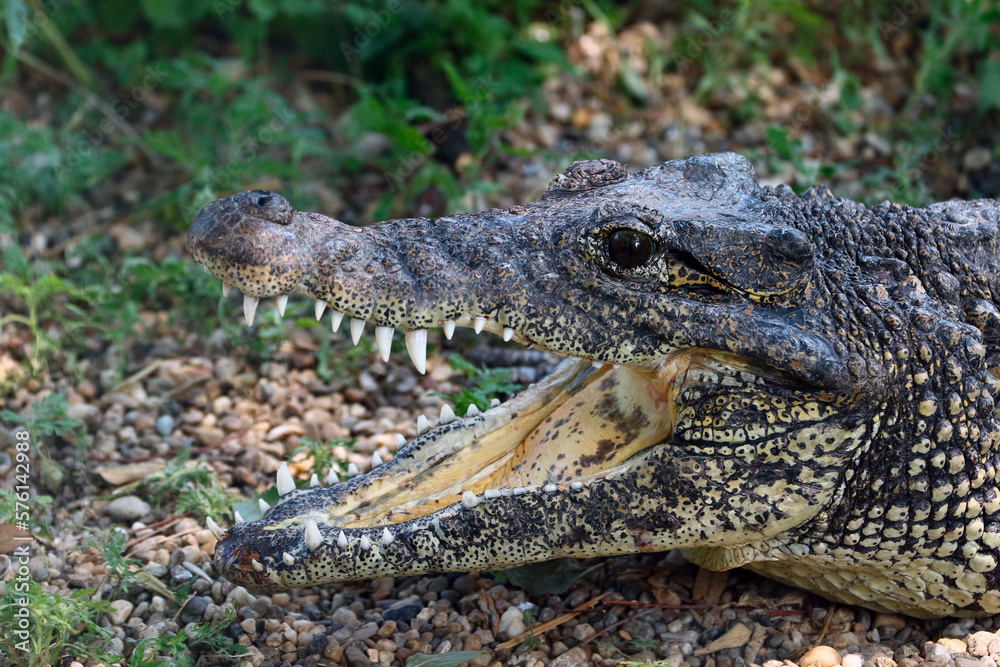 Fototapeta premium alligator in the everglades