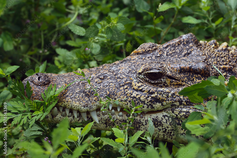 Fototapeta premium alligator in the grass