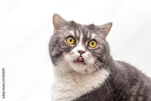 Portrait of a cat of the British breed on a white background. Pets concept.