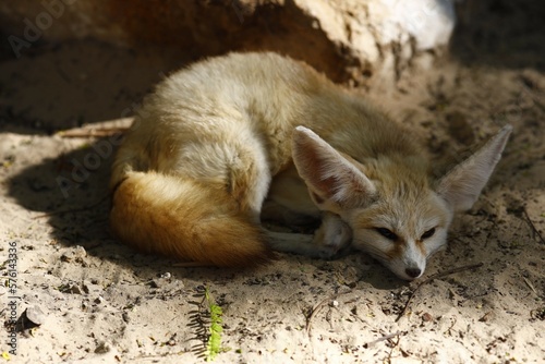 isolated fennec
