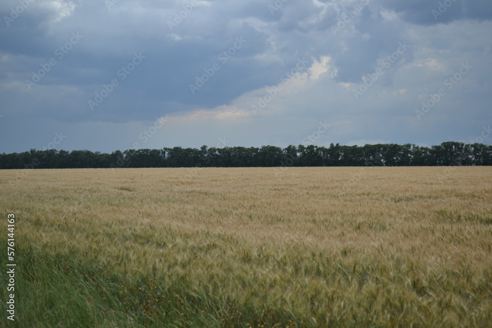 field of wheat