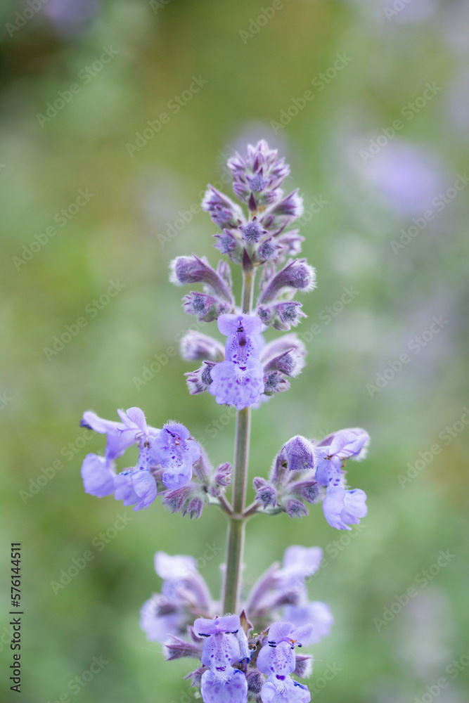 Lavender Flower in Spring Closeup in Austria Europe Lavender Flower in Spring Closeup in Austria Europe