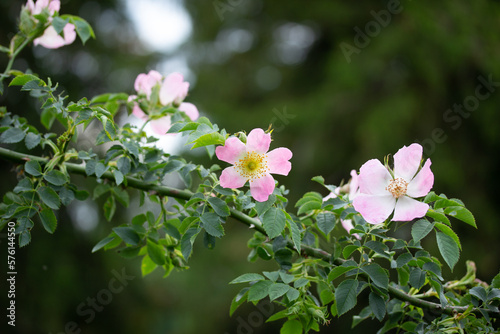 Pink Wild Roses in Spring Dog Roses Wild Flowers in Austria