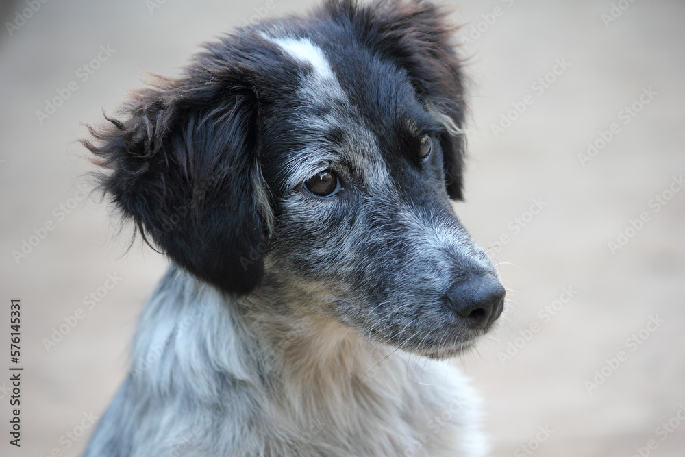 Fototapeta premium portrait of a dog