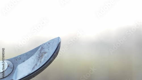 Farmer's hands cut branches with shears. Expert hands cut off vine branches for pruning. Wine production and outdoor activities. Slow motion and detail of the cut.