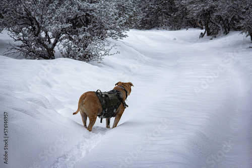 Dog on snow trail