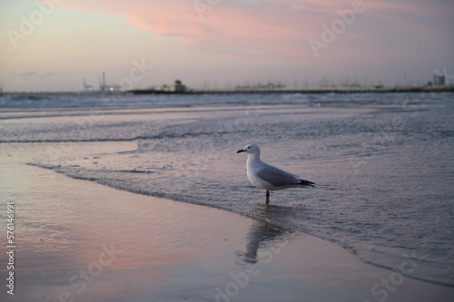 A lonely bird standing on the onshore