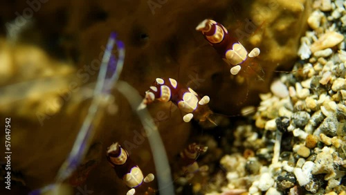 Periclimenes Brevicarpalis In Tranquil Sea - Oranjestad, Sint Eustatius photo