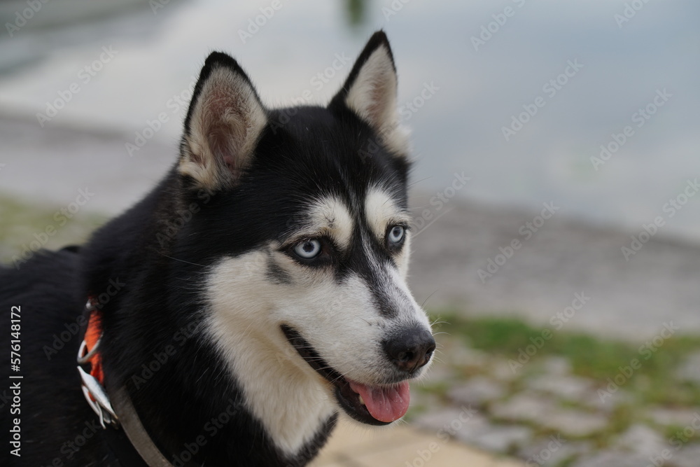 Protrait eines jungen Huskys in Kitzingen am Main Protrait eines jungen Huskys in Kitzingen am Main