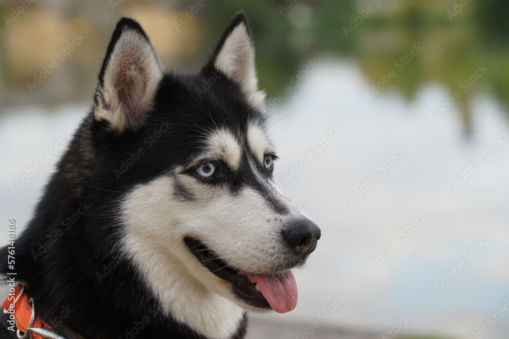 Junger Husky in Kitzingen am Main 5