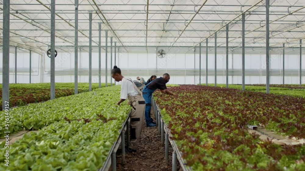Diverse people working in greenhouse standing back to back between rows of organic crops gathering lettuce and bio vegetables. Agricultural workers doing quality control removing damaged plants. Diverse people working in greenhouse standing back to back between rows of organic crops gathering lettuce and bio vegetables. Agricultural workers doing quality control removing damaged plants.