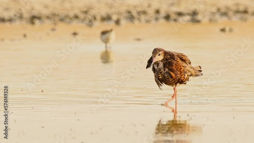 Ruff or Philomachus pugnax looking for food. 4K slow motion, 120 fps