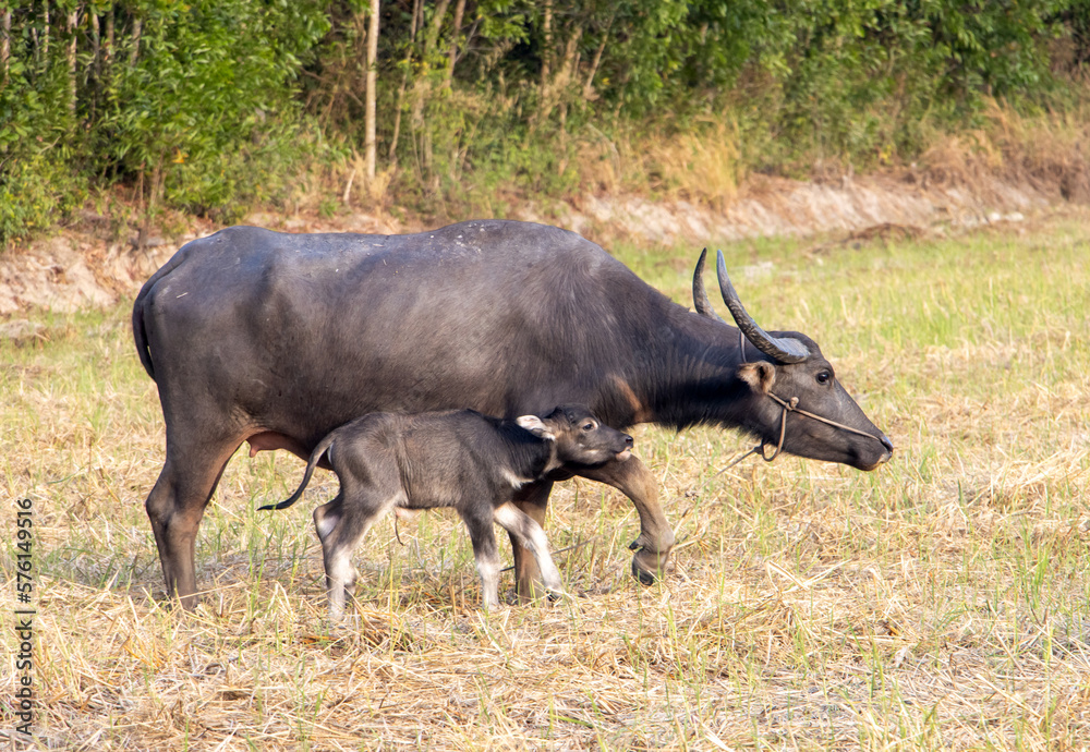 A water buffalo with a calf is grazing in a meadow at the sunset A water buffalo with a calf is grazing in a meadow at the sunset