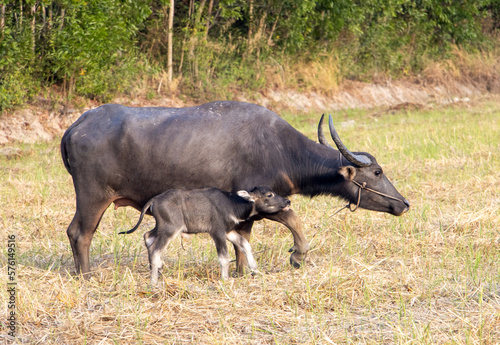 Fototapeta Naklejka Na Ścianę i Meble -  A water buffalo with a calf is grazing in a meadow at the sunset