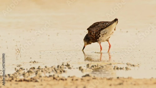 Ruff or Philomachus pugnax looking for food. 4K slow motion, 120 fps