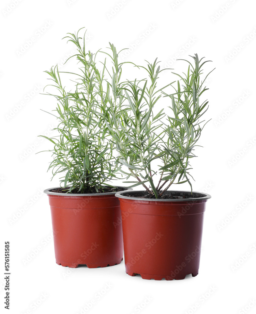 Aromatic green potted rosemary on white background