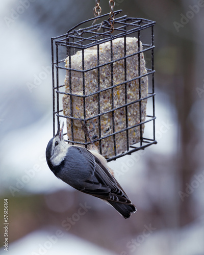White-breasted Nuthatch bird eating at suet feeder in late autumn in Ontario, Canada 