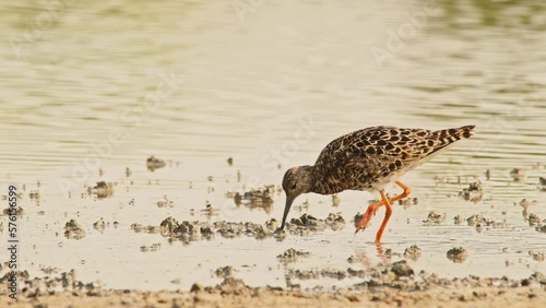 Ruff or Philomachus pugnax looking for food. 4K slow motion, 120 fps