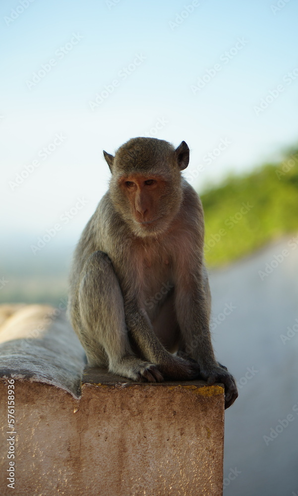 Monkey and the sunset, Thailand