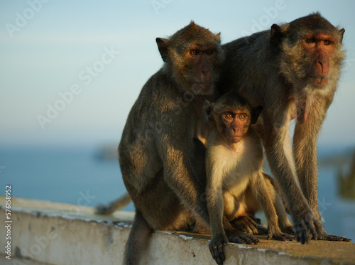 The family of monkeys and the sunset  Thailand