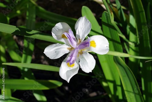 White Iris African lily flower blossom