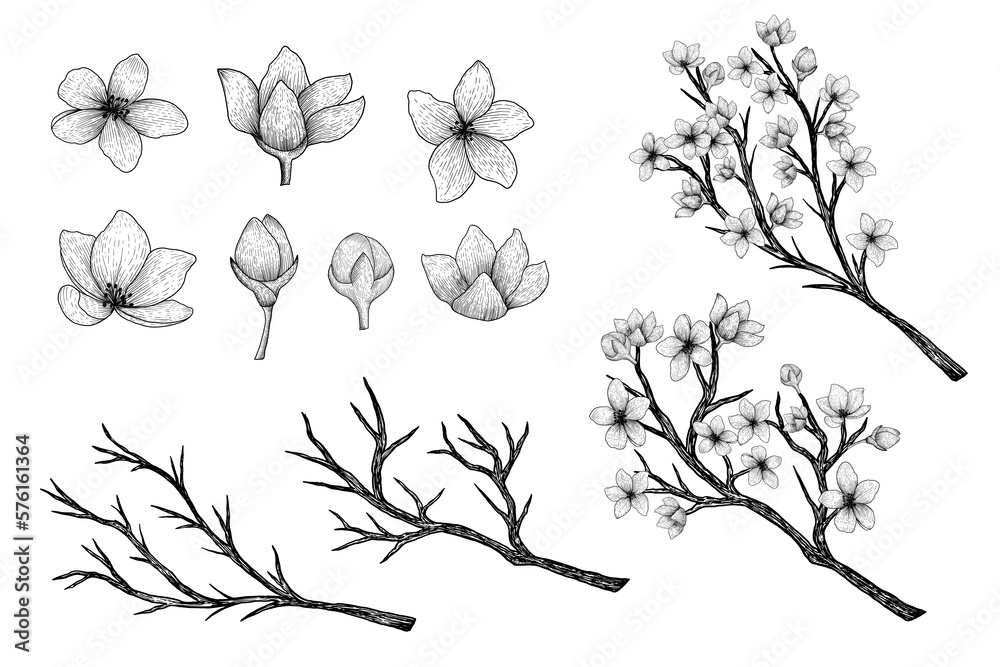 hand drawn vector collection of sakura branches and flowers