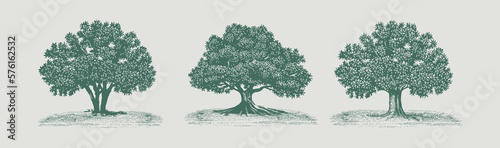 Big hand drawn tree vector illustration, A large oak tree, hand drawn then turned into a vector.