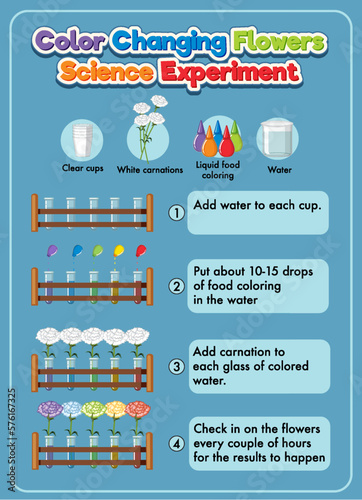 Color changing flowers science experiment