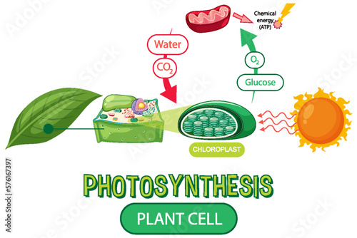 Diagram of Photosynthesis for biology and life science education