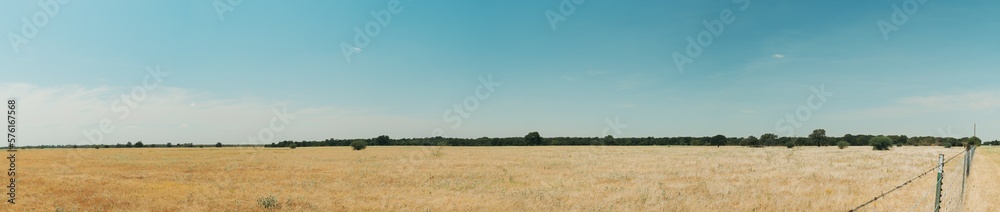 Panorama of the typical arid landscape of central texas with a blue sky, yellow pasture and a tree line in the background at noon