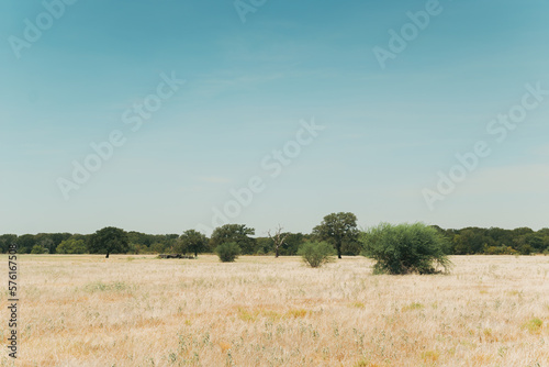 Midday view of the typical arid landscape of central texas with a blue sky, yellow pasture and a tree line in the background