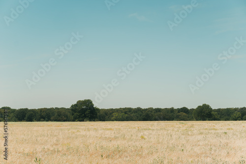 Midday view of the typical arid landscape of central texas with a blue sky, yellow pasture and a tree line in the background
