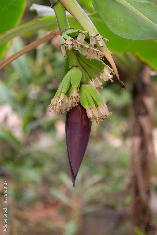 Fototapeta premium Banana blossom on tree in the garden,Thailand.